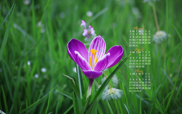 Purple flower yellow center grass #2 free wallpaper - medium preview image