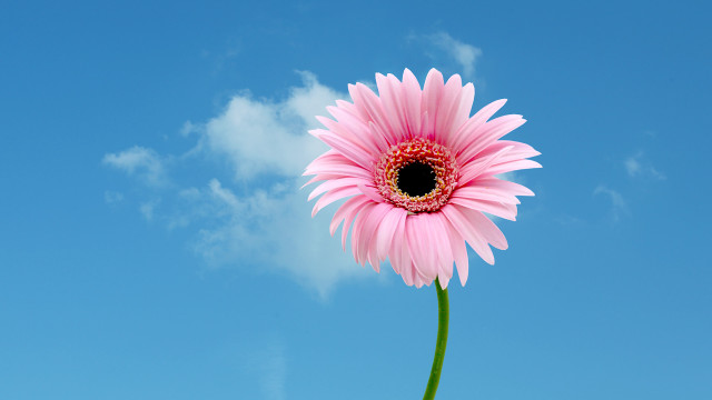 Pink flower blue sky clouds free wallpaper - medium preview image