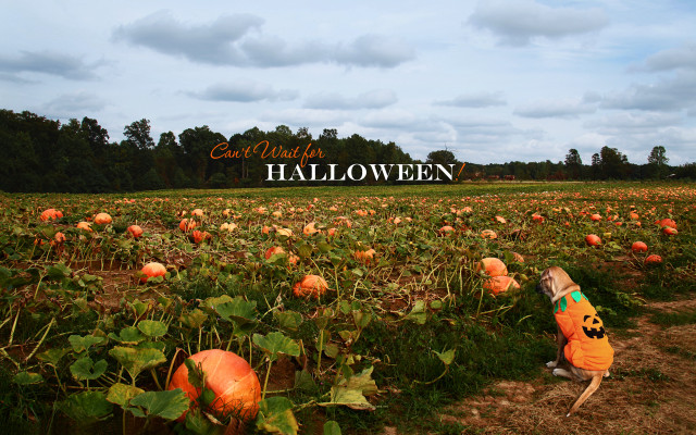 Pumpkin field great halloween sign free wallpaper - medium preview image