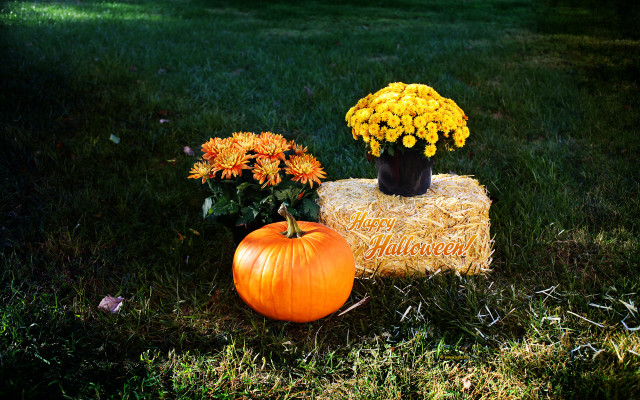 Pumpkin vase flowers hay bale free wallpaper - medium preview image
