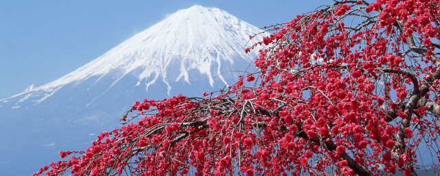 Tree red flowers snow capped free wallpaper - medium preview image