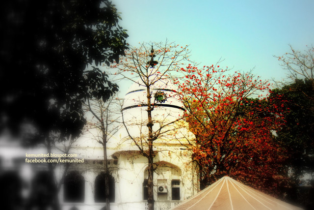 White building tree umbrella blue free wallpaper - medium preview image