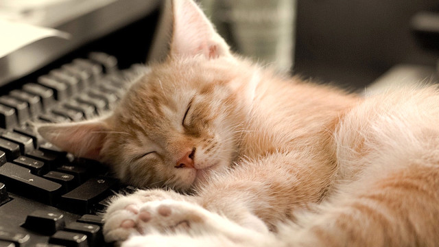 Cat sleeping keyboard eyes closed #2 free wallpaper - medium preview image