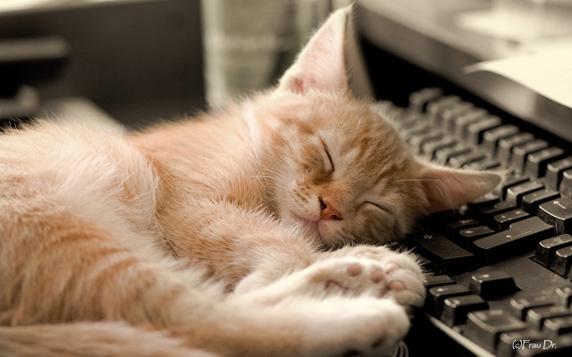Cat sleeping keyboard eyes closed free wallpaper - medium preview image