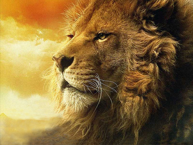 Lion sunset sky clouds furry free wallpaper - medium preview image