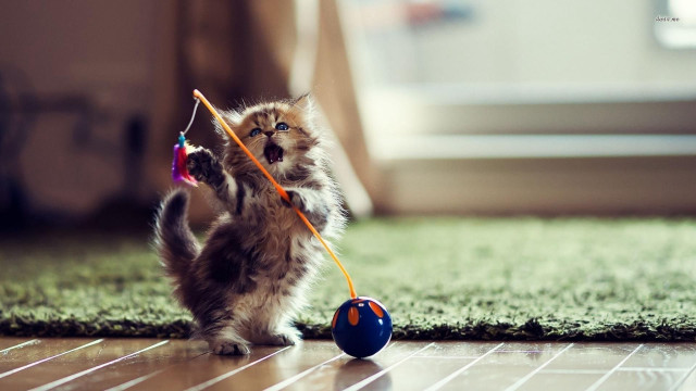 Kitten playing with toy on #2 free wallpaper - medium preview image