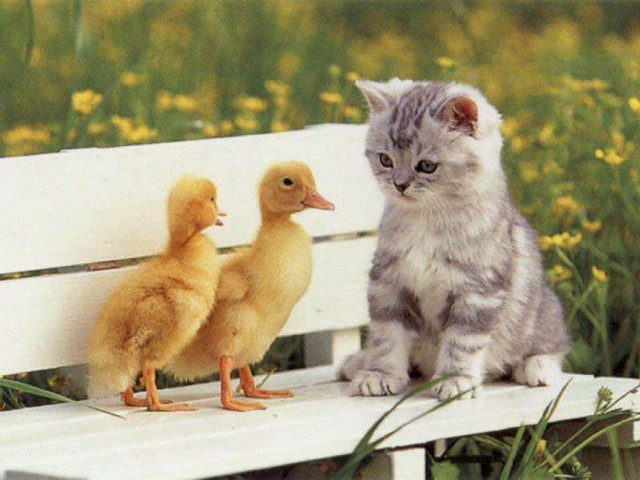 Kitten bench duck duckling field free wallpaper - medium preview image