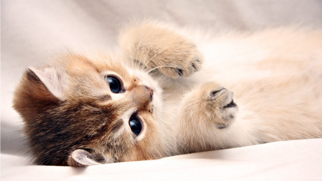 Kitten paws up white sheet free wallpaper - medium preview image