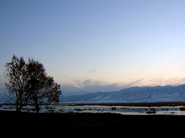 Tree field mountains dusk blue free wallpaper - medium preview image