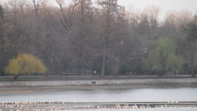 Flock birds lake forest trees free wallpaper - medium preview image