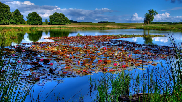 Pond lily pads grass blue free wallpaper - medium preview image