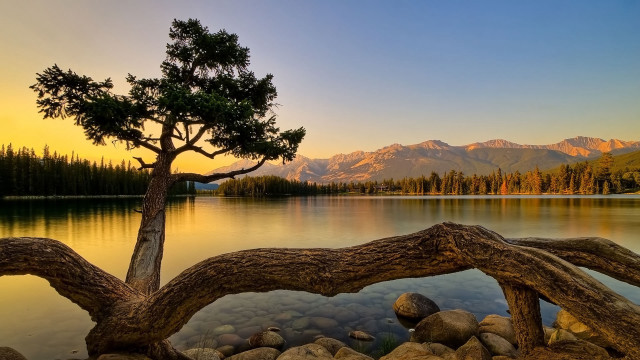 Tree lake mountains sunset dawn free wallpaper - medium preview image