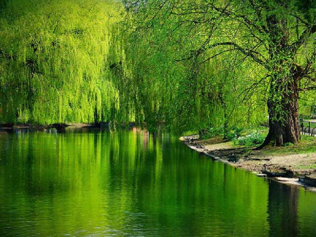 Green pond bench trees background free wallpaper - medium preview image