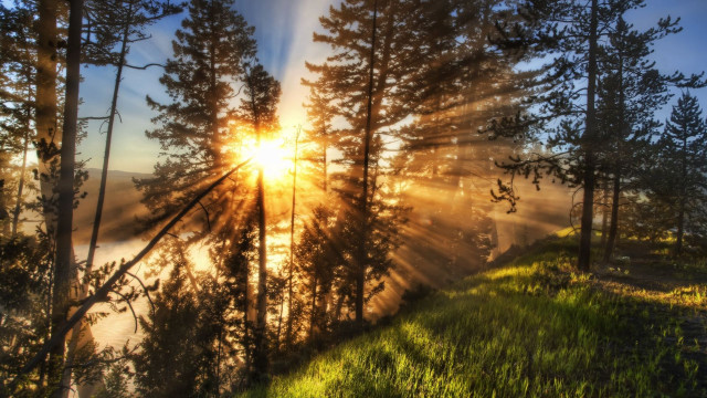 Sunbeam trees forest lake fog free wallpaper - medium preview image