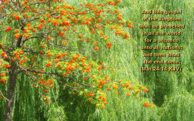 Tree orange flowers bible verse free wallpaper - medium preview image