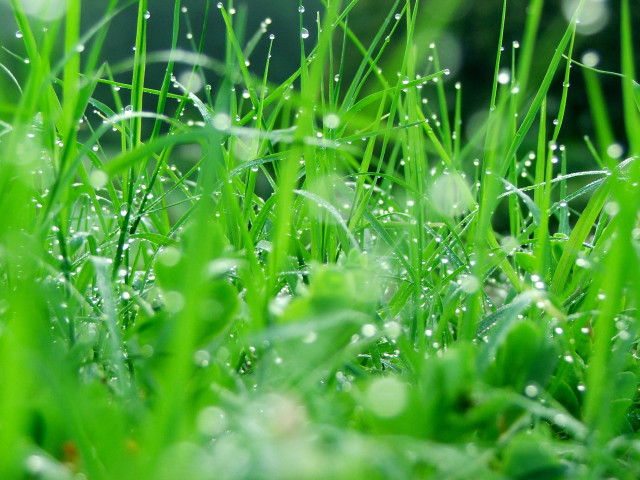 Grass water droplets macro blurry #2 free wallpaper - medium preview image