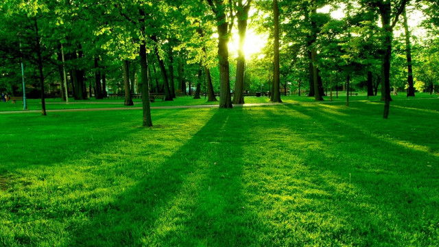 Park bench trees grass shrine free wallpaper - medium preview image