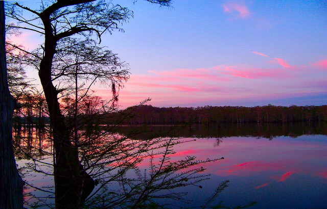 Tree water sunset pink sky #3 free wallpaper - medium preview image