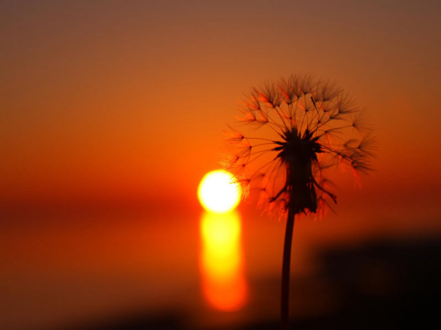 Dandelion sunset blurry sky water free wallpaper - medium preview image