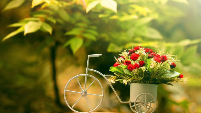 Small bicycle flowers pot table free wallpaper - medium preview image