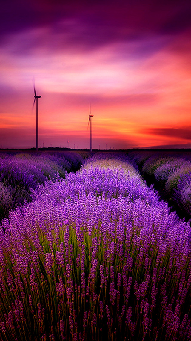 Lavender field windmills sunset countryside free wallpaper - medium preview image