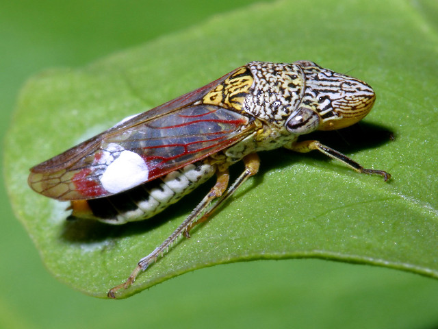 Bug white patch green leaf free wallpaper - medium preview image