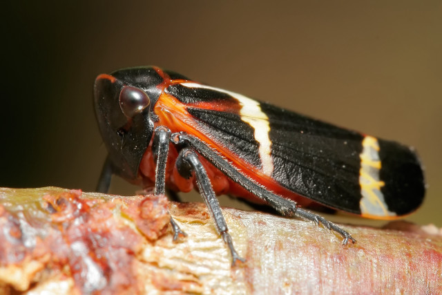 Bug wood closeup blurry background free wallpaper - medium preview image
