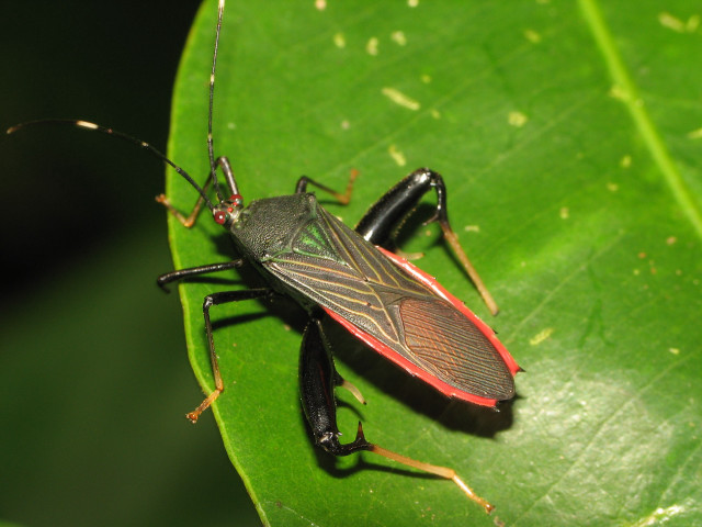 Bug green leaf camera close free wallpaper - medium preview image