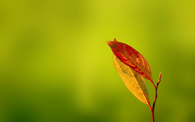Single leaf stem green background #2 free wallpaper - medium preview image