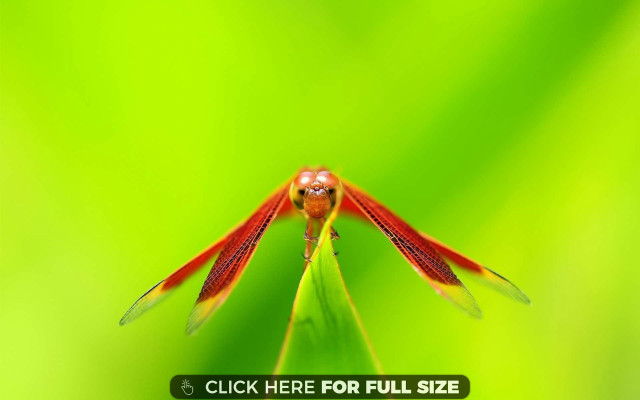 Red insect green leaf dewdrops free wallpaper - medium preview image