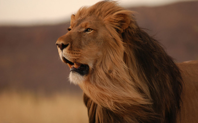 Lion long mane field grass #2 free wallpaper - medium preview image