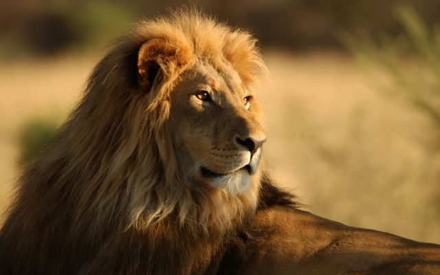 Lion mane brown coat wildlife free wallpaper - medium preview image