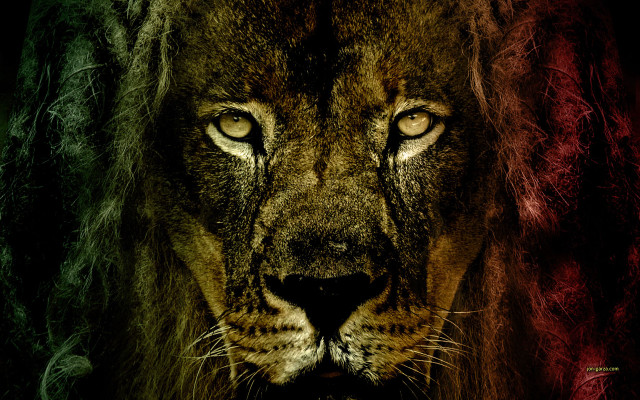 Lion long mane glowing eyes free wallpaper - medium preview image