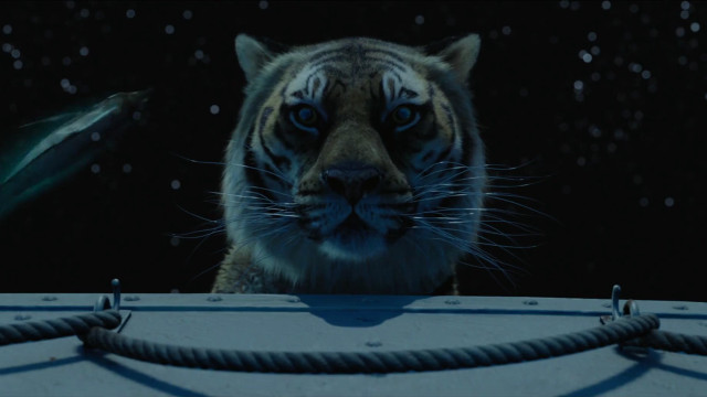 Tiger staring camera fish background free wallpaper - medium preview image