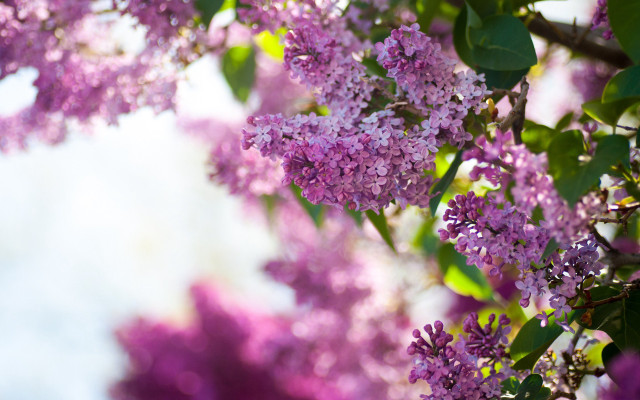 Purple flowers tree white sky #2 free wallpaper - medium preview image