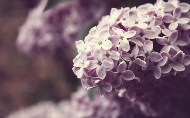 Close up flowers blurry background #3 free wallpaper - medium preview image