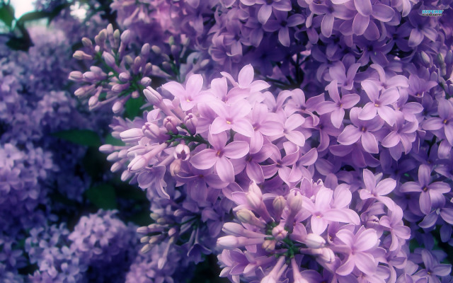 Purple flowers bloom sunlight nature #2 free wallpaper - medium preview image