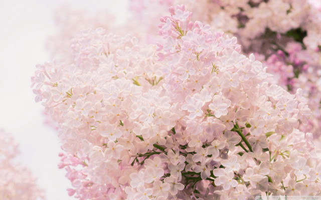 Pink flowers vase table sky free wallpaper - medium preview image