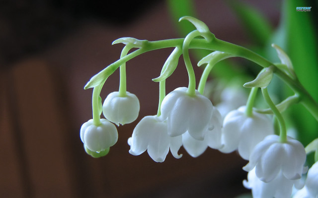 Close up flowers leaves stems free wallpaper - medium preview image