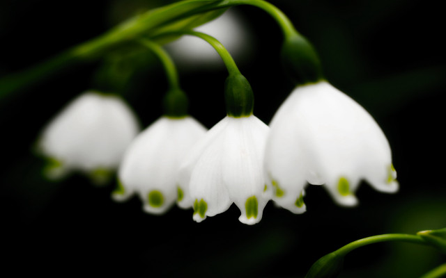 White flowers green stems bokeh free wallpaper - medium preview image