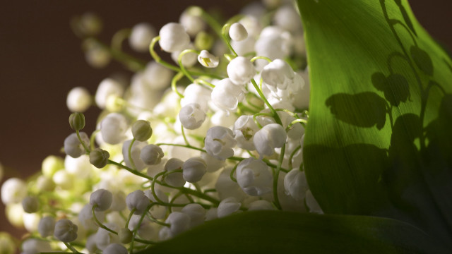 White flowers green leaves still free wallpaper - medium preview image