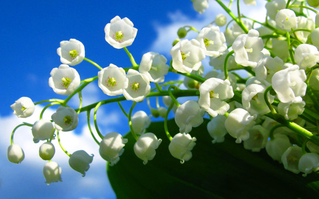 White flowers sky background cloud free wallpaper - medium preview image