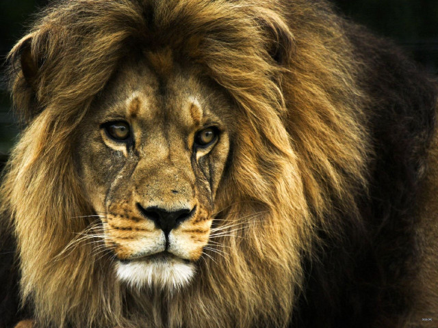 Lion mane black face brown #4 free wallpaper - medium preview image