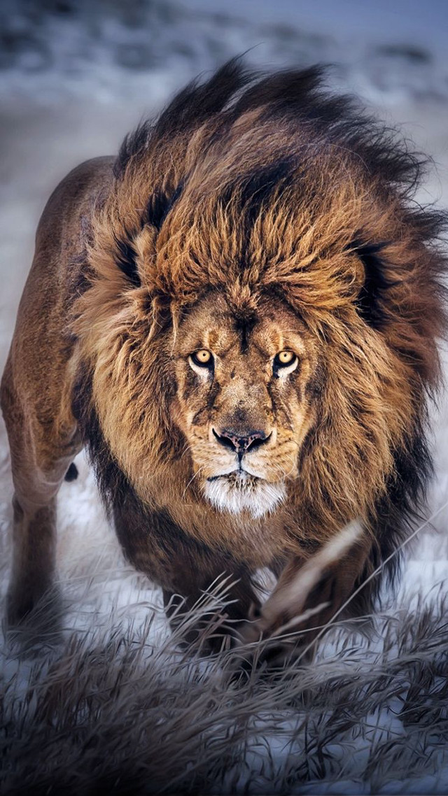 Lion walking snow grass long free wallpaper - medium preview image