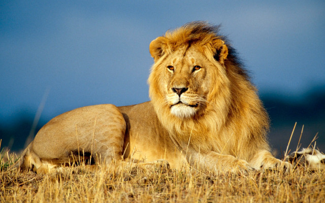 Lion laying dry grass blue free wallpaper - medium preview image