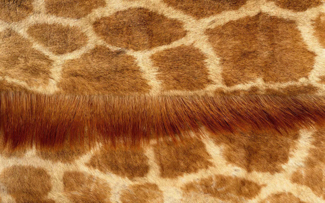Giraffe fur pattern closeup brown free wallpaper - medium preview image