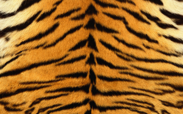 Tiger print pattern fur image free wallpaper - medium preview image