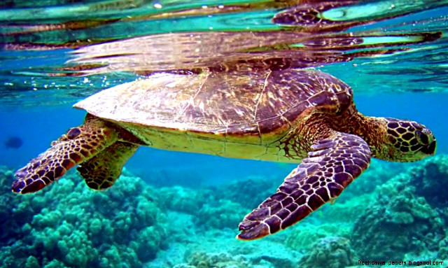Turtle swimming ocean coral reef free wallpaper - medium preview image