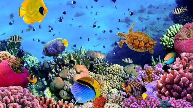 Colorful coral reef turtle fish free wallpaper - medium preview image