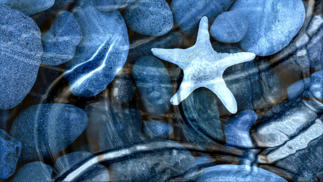 Starfish floating rock bed water free wallpaper - medium preview image